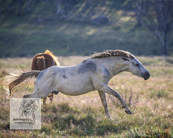 Brumbies1Jan23_0079