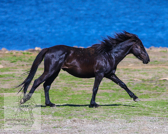 Brumbies26Jan23-249
