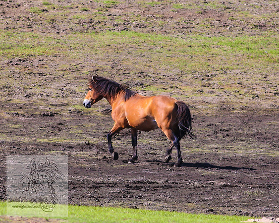 Brumbies26Jan23-262