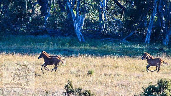 Brumbies26Jan23-27