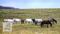 Brumbies4Jan22_0121