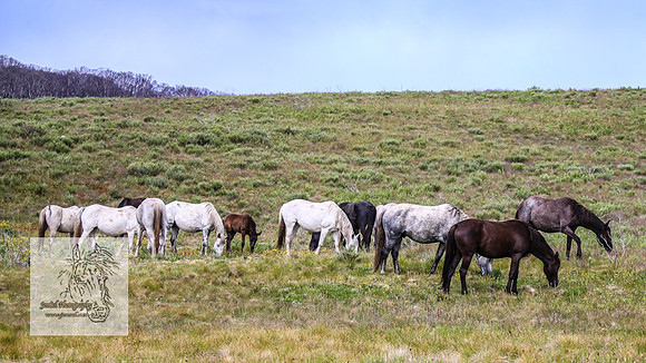 Brumbies4Jan22_0121