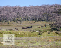 Brumbies3Jan22_0033