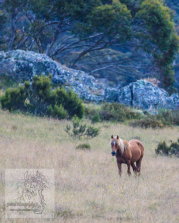 Brumbies27Jan23-6
