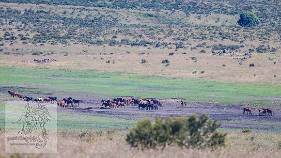 Brumbies26Jan23-287