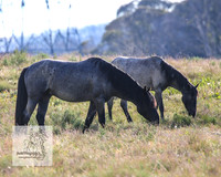 Brumbies1Jan23_0056
