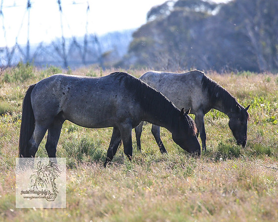 Brumbies1Jan23_0056