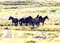 Brumbies3Jan22_0005