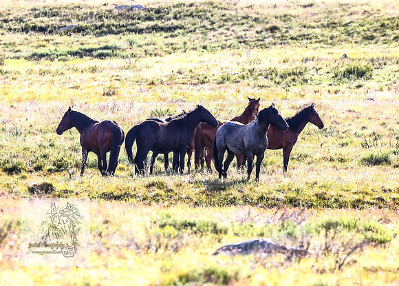 Brumbies3Jan22_0005