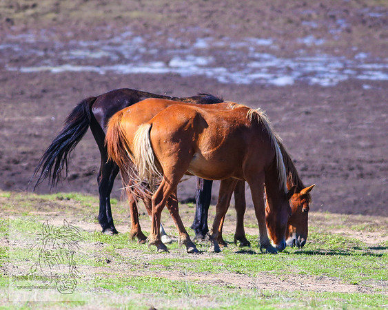 Brumbies26Jan23-216