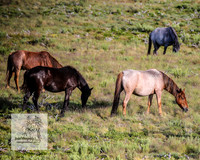 Brumbies1Jan23_0115