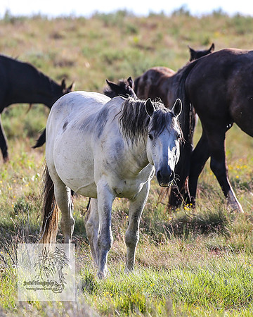 Brumbies1Jan23_0060
