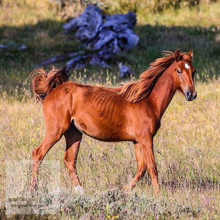 Brumbies27Jan23-45
