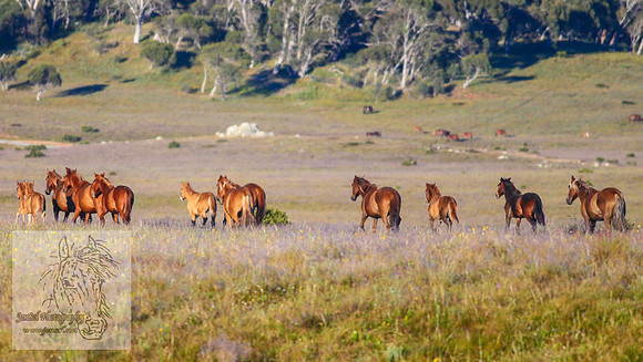 Brumbies26Jan23-110