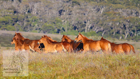 Brumbies26Jan23-87