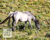 Brumbies1Jan23_0131