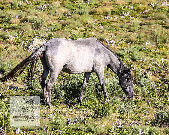 Brumbies1Jan23_0131