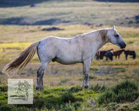 Brumbies3Jan22_0022