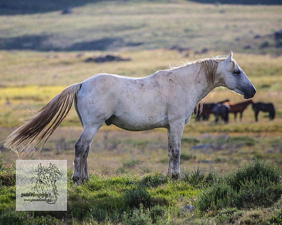 Brumbies3Jan22_0022