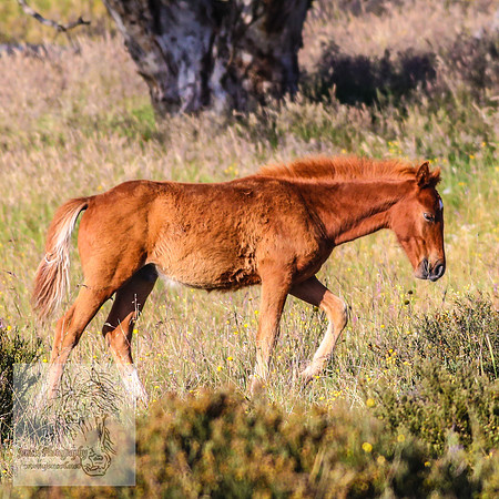 Brumbies27Jan23-42