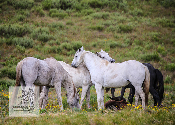 Brumbies4Jan22_0135