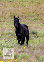Brumbies4Jan22_0132