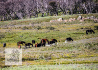 Brumbies3Jan22_0103