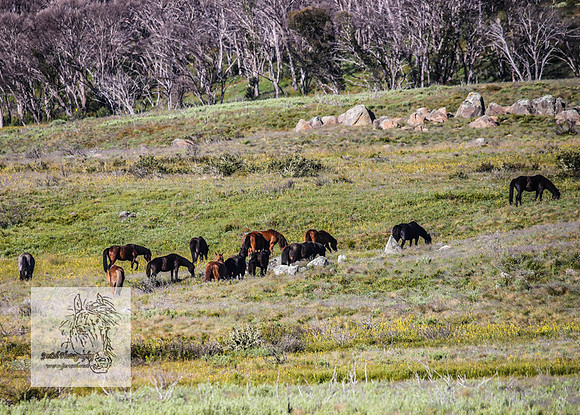 Brumbies3Jan22_0103