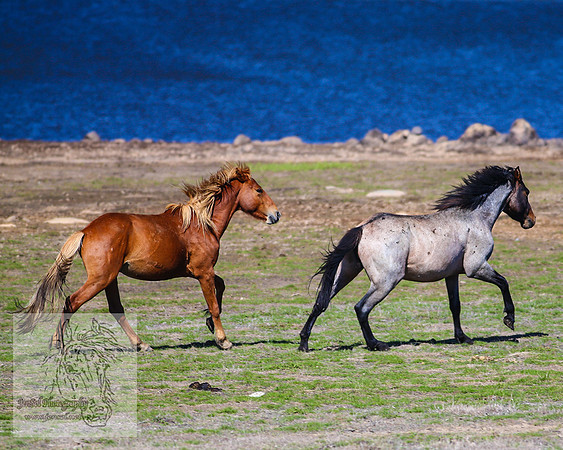 Brumbies26Jan23-247