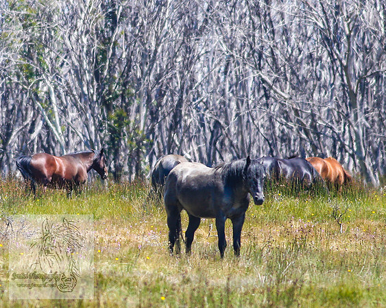Brumbies26Jan23-293
