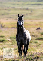 Brumbies3Jan22_0014