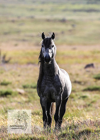 Brumbies3Jan22_0014