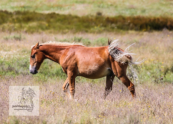 Brumbies4Jan22_0186