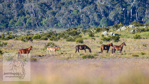 Brumbies26Jan23-142