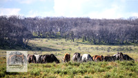 Brumbies1Jan23_0012