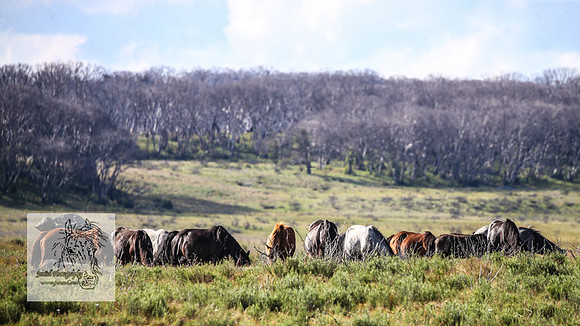 Brumbies1Jan23_0012