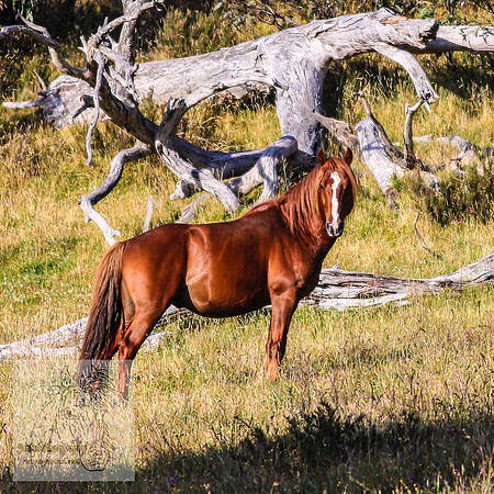 Brumbies27Jan23-25