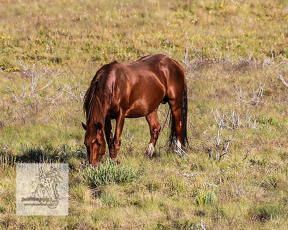Brumbies1Jan23_0094