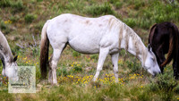 Brumbies4Jan22_0118