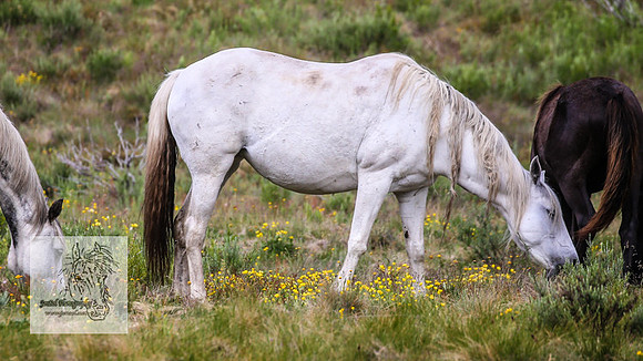 Brumbies4Jan22_0118
