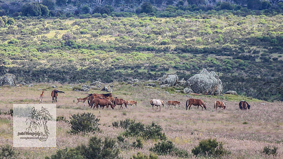 Brumbies4Jan22_0148