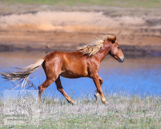 Brumbies26Jan23-254