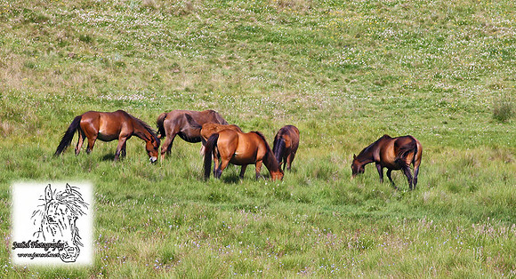 Brumbies25Jan23_0439 copy