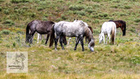 Brumbies4Jan22_0107