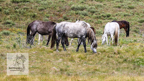 Brumbies4Jan22_0107