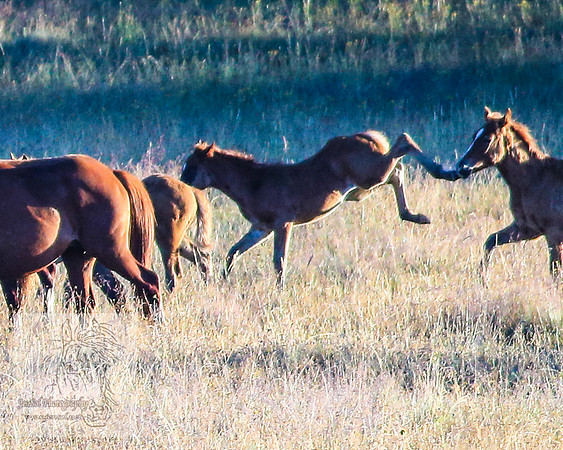 Brumbies26Jan23-32