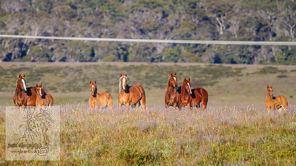 Brumbies26Jan23-90