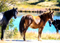 BrumbiesAnzacWeekend_0108
