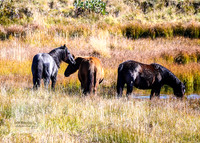 BrumbiesAnzacWeekend_0126