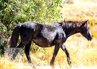 BrumbiesAnzacWeekend_0080